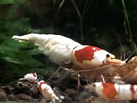 Crevettes caridina cantonensis «  Pure Red Line «