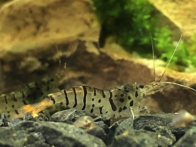 Crevette caridina cantonensis « Galaxy Tiger «