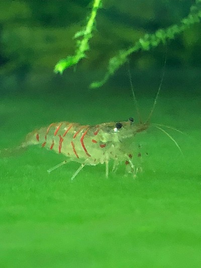 Crevette caridina cantonensis «  Red Tiger «