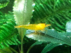 Crevette caridina cantonensis « Yellow King Kong «