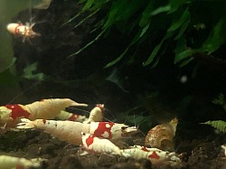 Crevettes caridina cantonensis « Pure Red Line «