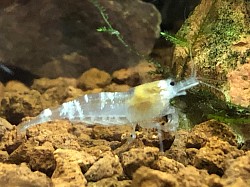 Crevette caridina cantonensis « Super White Bee «