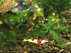 Crevette caridina cantonensis « Super Crystal Red «