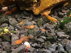 Crevettes neocaridina «  Rili Orange «