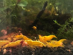 Crevettes neocaridina «  Orange Sunkist «