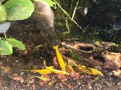 Crevettes neocaridina «  Yellow Néon «