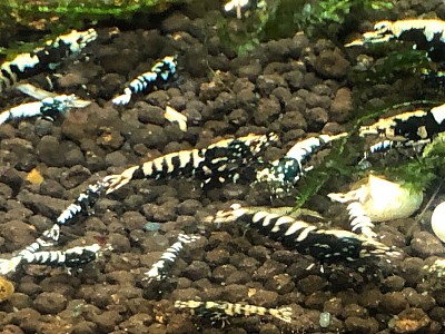 Crevettes d’eau douce Caridina «  Galaxy «