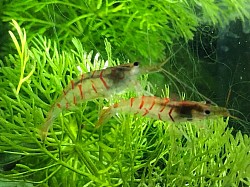 Crevettes caridina cantonensis « Red Tiger «