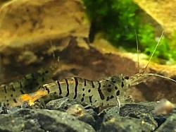 Crevette caridina cantonensis «  Galaxy Tiger «