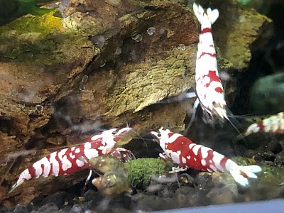 Crevettes caridina cantonensis «  Red Fancy Tiger «