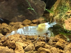 Crevette caridina  cantonensis « Super White Bee «