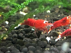 Crevette caridina cantonensis «  Full Santa «