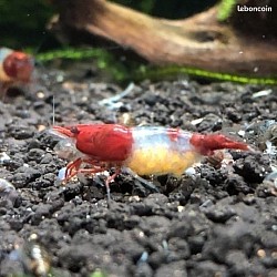 Crevette neocaridina « Red Rili “ grainée