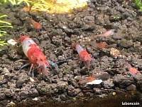 Crevettes neocaridina « Red Rili «  en famille