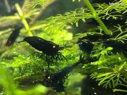 Crevettes caridina cantonensis  «  Royal Tiger Blue Orange Eyes «