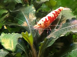 Crevette caridina  cantonensis « Red Fancy Tiger «