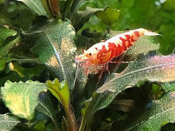 Crevette caridina cantonensis « Red Fancy Tiger «