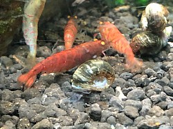 Crevettes caridina cantonensis « Red Tiger Orange Eyes «