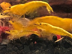 Crevettes caridina cantonensis «  Yellow King Kong «