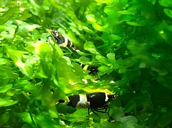 Crevettes caridina cantonensis » Panda «