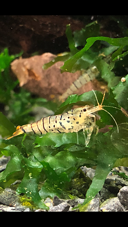 Crevette caridina cantonensis «  Red Tiger Orange Tail «