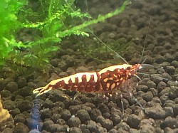 Crevette caridina cantonensis « Red Galaxy «