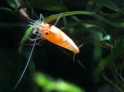 Crevette caridina cantonensis « Red Bolt «