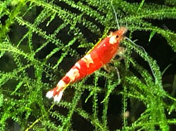 Crevette caridina cantonensis «  Metallic «