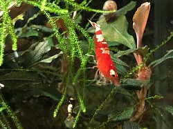 Crevettes caridina cantonensis «  Metallic «