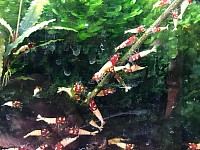 Repas des caridina « Red Spotted Head « sur des lollies