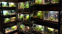 Aperçu d’une partie des aquariums pour l’élevage de mes crevettes d’eau douce