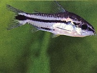 Corydoras pygmaeus