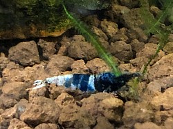 Crevette caridina cantonensis «  Ocean Blue «