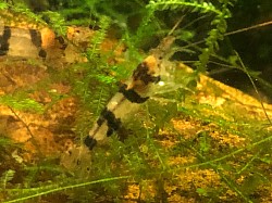 Crevette caridina cantonensis «  Raccoon Tiger «