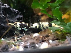 Crevette caridina cantonensis “ Black Fancy Tiger “