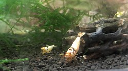 Crevettes caridina cantonensis “ Smiley “