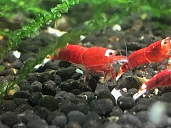 Crevettes caridina cantonensis “ Santa “