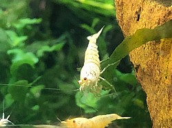 Crevettes caridina cantonensis “ Snow White “