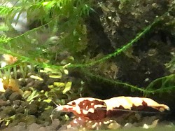 Crevette caridina cantonensis “ Red Boa “