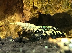 Crevettes caridina cantonensis “ Blue Boa “