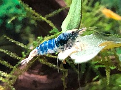 Crevette caridina cantonensis “ Ocean Blue “