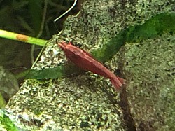 Crevette neocaridina heteropoda «   Sakura Red «