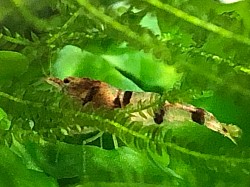 Crevette caridina cantonensis  « Raccoon Tiger «