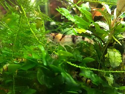 Crevette caridina cantonensis « Raccoon Tiger«