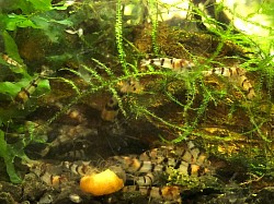 Crevettes caridina cantonensis « Raccoon Tiger «