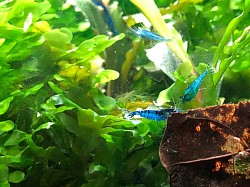 Crevettes neocaridina heteropoda  “ Blue Dream “