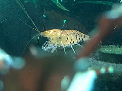 Crevette caridina cantonensis «  Red Tiger Orange Eyes «