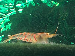 Crevette caridina cantonensis  « Red Tiger Orange Eyes «