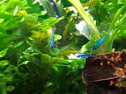 Crevettes neocaridina heteropoda « Blue Dream «