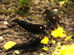 Crevettes caridina cantonensis « Black Devil Orange Eyes «